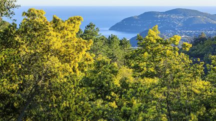 Du mimosa dans les Alpes-Maritimes, le 13 février 2024. (MOIRENC CAMILLE / HEMIS.FR / AFP)