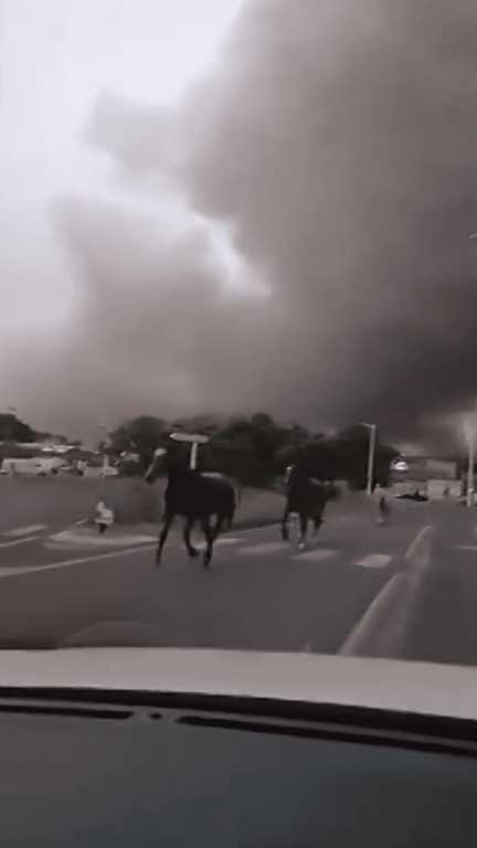 Incendie à Biscarrosse : des chevaux libérés en urgence (franceinfo)