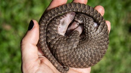 Un pangolin à ventre blanc, une espèce commune en Afrique subsaharienne, sauvé des mains des trafiquants par les autorités ougandaise en charge de la protection de la faune sauvage, à Kampala, le 9 avril 2020.&nbsp; (ISAAC KASAMANI / AFP)