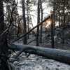 Un incendie qui a parcouru plus de 2 000 hectares laisse derrière lui des arbres calcinés, dans la forêt de Fontainebleau, près de Noisy-sur-Ecole (Seine-et-Marne), le 15 juillet 2026. (GAUTHIER BEDRIGNANS / HANS LUCAS / AFP)