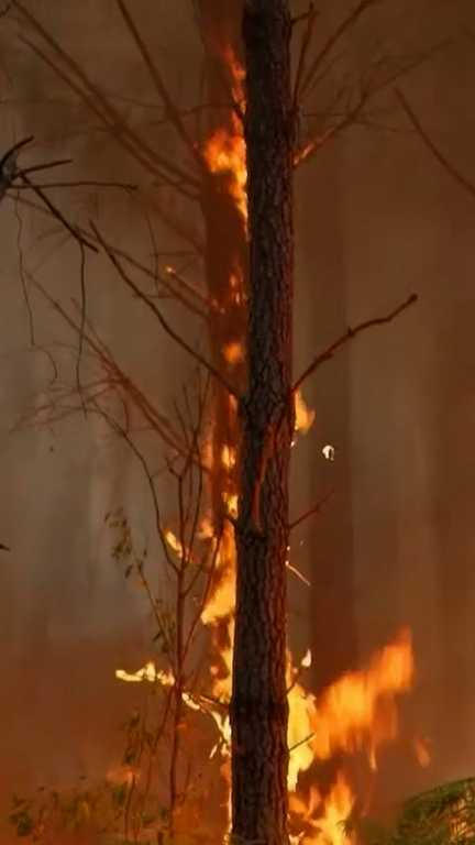 Sud-Ouest : pourquoi la forêt est-elle si vulnérable ? (France 2)