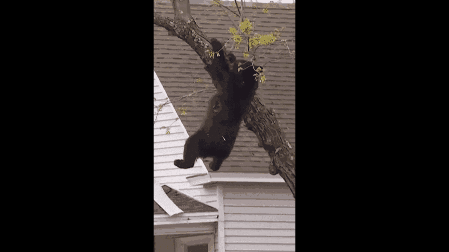 Un ours noir coincé en haut d'un arbre secouru dans l'État de New York – franceinfo
