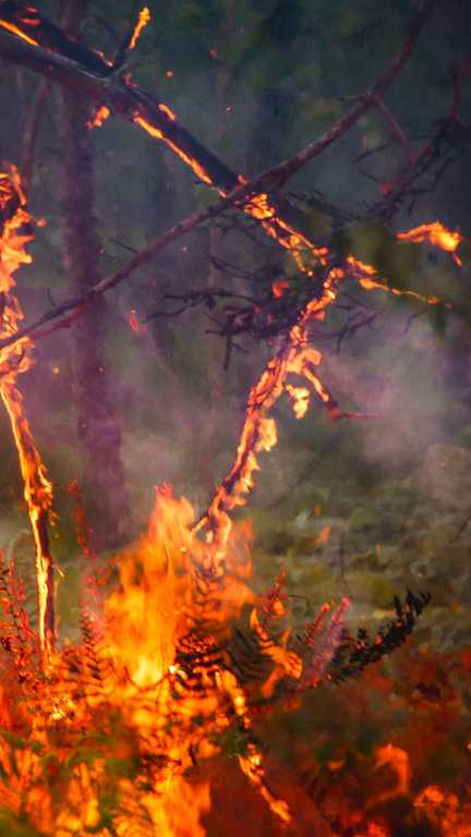 Incendies à Fontainebleau : un pompier volontaire passe aux aveux (AFP)