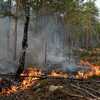 Un sous-bois ravagé par les flammes dans un incendie au sein de la forêt de Fontainebleau (Seine-et-Marne), le 14 juillet 2026. (DIMITAR DILKOFF / AFP)