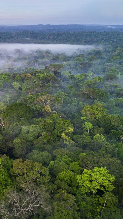 Quand la forêt amazonienne souffre, elle émet des molécules de stress (FRANCEINFO / GETTY)
