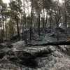 Une partie de la forêt de Fontainebleau brûlé par l'incendie qui s'est déclenché dans le secteur de Noisy-sur-Ecole le 12 juillet 2026 (DIMITAR DILKOFF / AFP)
